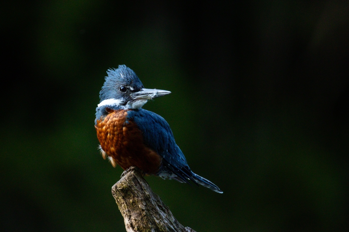Cochamo Kingfisher