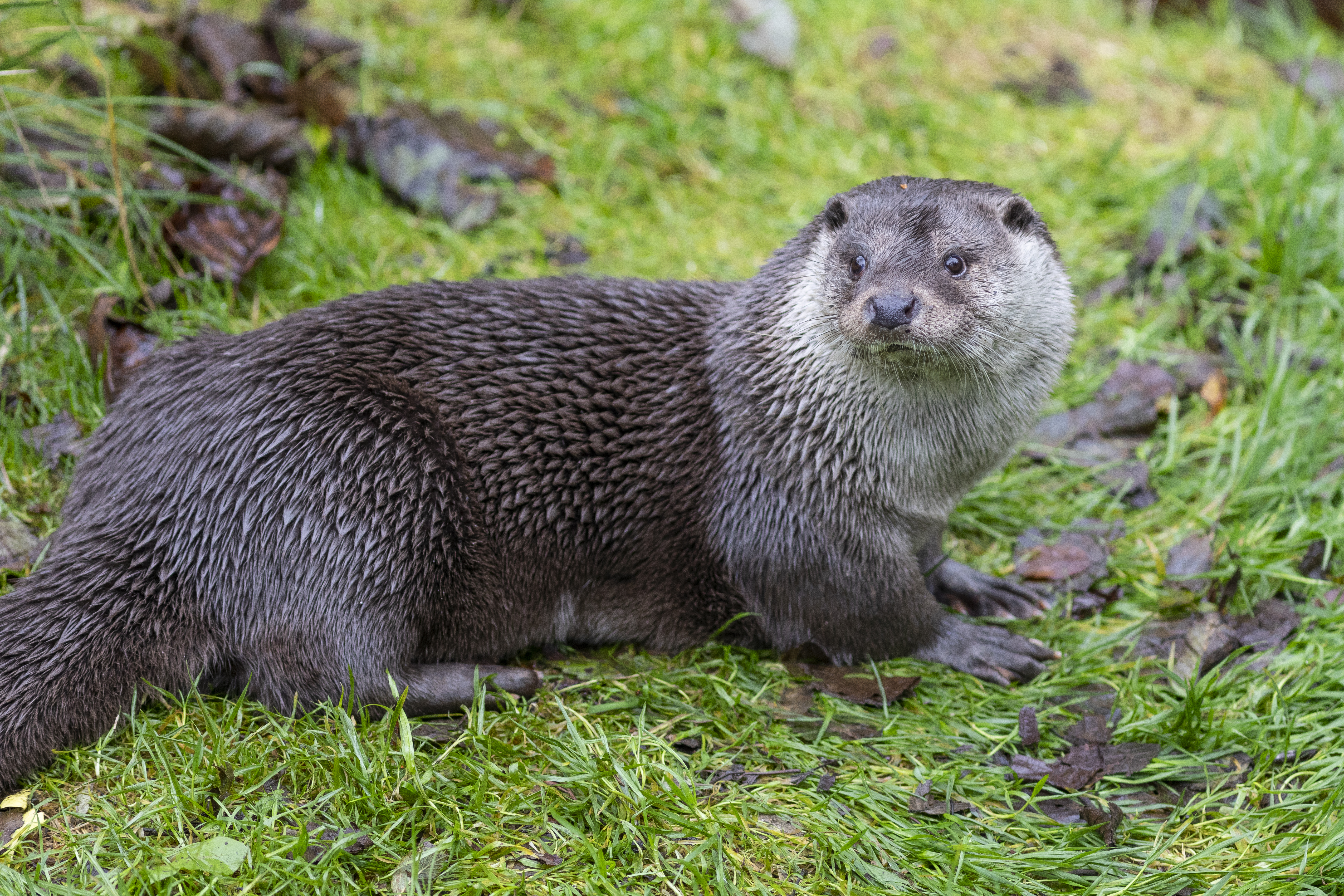 Bastian Forkel Otter